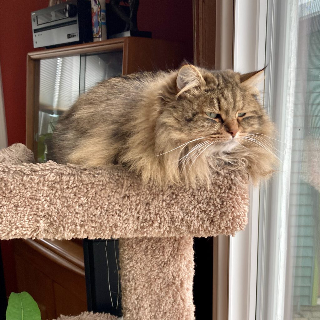 a fluffy cat perched on a carpeted platform, looking pensively out the window.